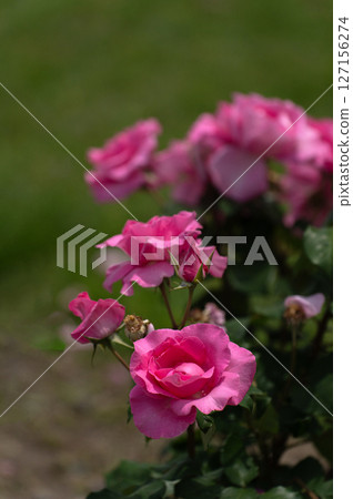 五月玫瑰、麥卡尼玫瑰 127156274