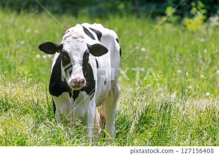 Dairy cows grazing in Ebeotsu Town, Takikawa City, Hokkaido [June] 127156408