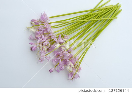 Pink and white scilla flowers Pink and white scilla flowers 127156544
