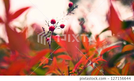 紅色漿果和紅色葉子 紅色漿果和紅色葉子 127156644