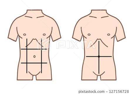 Diagram of abdominal anatomy, 9 and 4 segments Diagram of abdominal anatomy, 9 and 4 segments 127156728