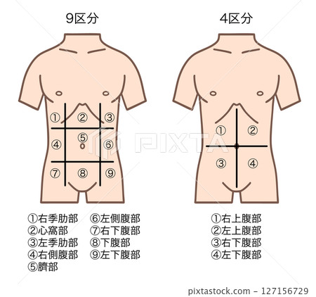 Diagram of abdominal divisions, 9 divisions and 4 divisions Diagram of abdominal divisions, 9 divisions and 4 divisions 127156729