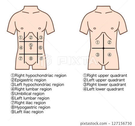 Diagram of abdominal divisions, 9 divisions and 4 divisions Diagram of abdominal divisions, 9 divisions and 4 divisions 127156730