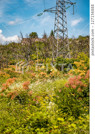 Vibrant Undergrowth And Bare Trees In Summer Landscape: Colorful Green And Pink Bushes Flourishing Beneath A Row Of Leafless Trees Against A Clear Blue Sky In Rural Slovenia 127156888