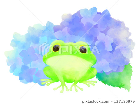 Illustration of a rainy season frog and hydrangea (watercolor style, early summer season material) 127156979