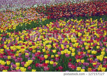 Tulip Hill Tulip Hill 127157127
