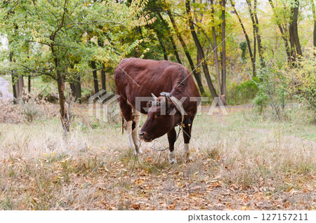 Brown cow standing on autumn grass in forest clearing. 127157211