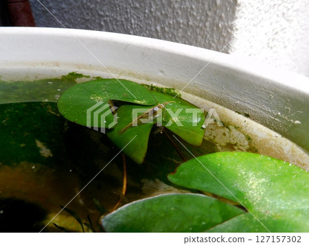 太平洋蝦 127157302