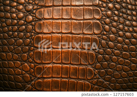 Close up exotic crocodile leather texture, natural animal skin pattern for luxury product design, high resolution background for fashion, handbags, shoes, accessories 127157603