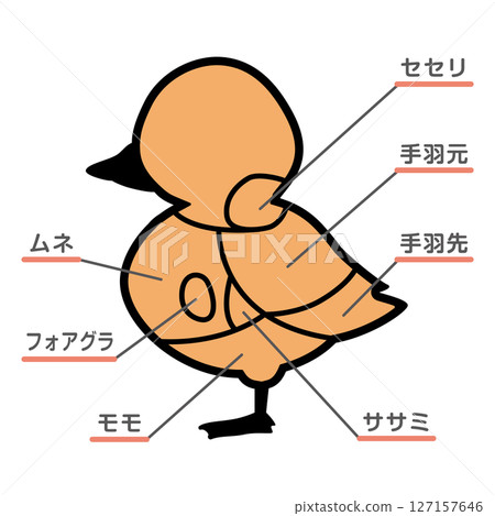 Illustration of duck meat parts with text 127157646