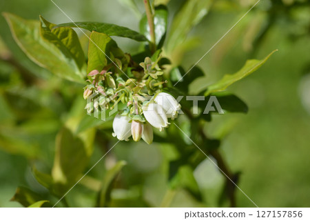 Highbush blueberry Highbush blueberry 127157856