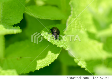 Peppermint Peppermint 127157932