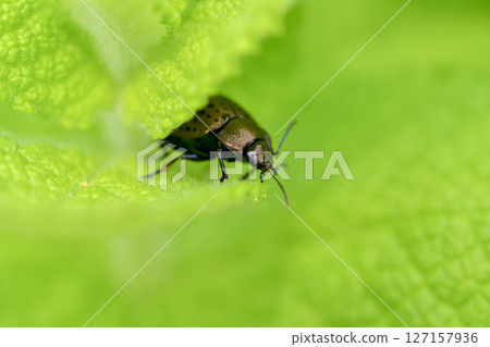 Peppermint Peppermint 127157936