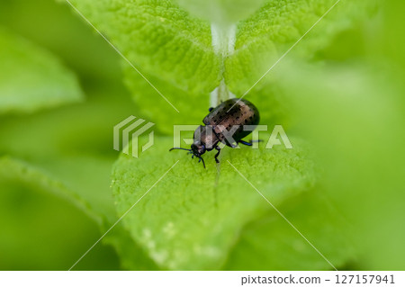 Peppermint 127157941