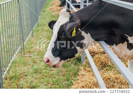Close-up portrait of a young Holstein cow Close-up portrait of a young Holstein cow 127158032