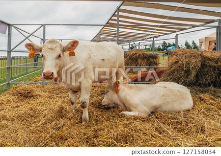 White cows in the corral close up. Agricultural Exhibition. White cows in the corral close up. Agricultural Exhibition. 127158034