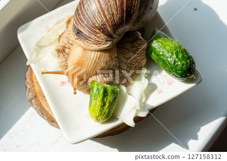 Big snail achatina pet. Animal at home 127158312