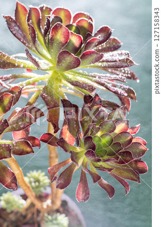 Flower Aeonium Schwarzkopf succulent. Leaves plant. 127158343