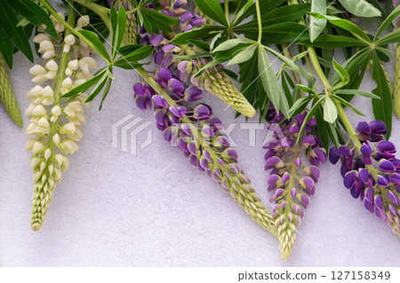Lupine flowers. Purple and pink bud. Lupine flowers. Purple and pink bud. 127158349