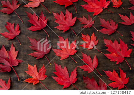 Red maple leaves on black autumn background. 127158417