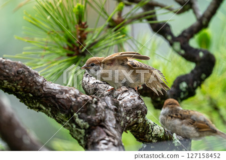 Sparrows in the garden 127158452
