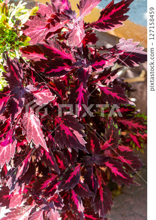 Coleus flower. Foliage background. Purple plant Coleus flower. Foliage background. Purple plant 127158459