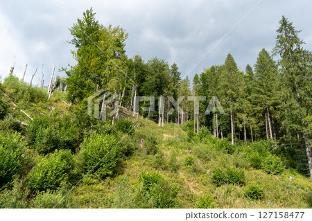 Green forest trees. Nature background. Smereka tree 127158477
