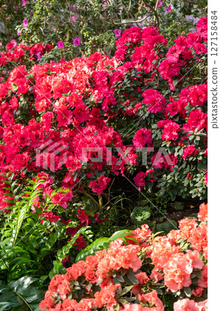 Azalea bud flower. Rhododendron plant in garden 127158484