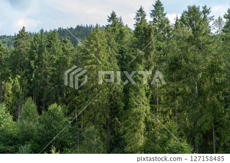 Green forest trees. Nature background 127158485