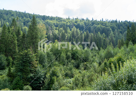Green forest trees. Nature background Green forest trees. Nature background 127158510