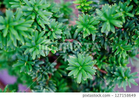 聖誕莓果葉子上殘留的雨滴 127158649