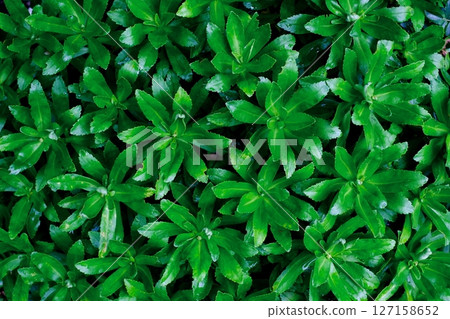 地被植物的嫩葉和綠色漸變(特寫) 地被植物的嫩葉和綠色漸變(特寫) 127158652