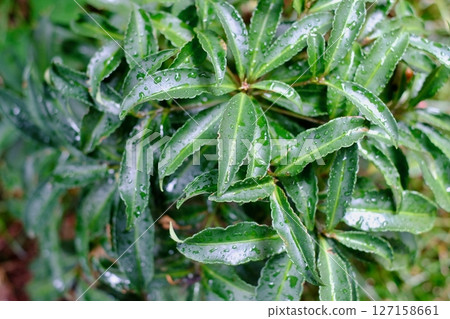 Ground cover with spreading Ardisia crenata leaves (close-up) Ground cover with spreading Ardisia crenata leaves (close-up) 127158661