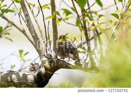 Sparrows in the garden Sparrows in the garden 127158742