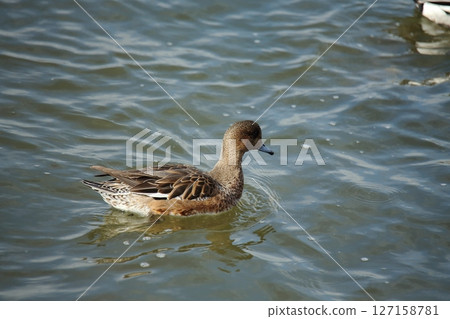 Arao City Port Wild Birds, Arao City Port Wild Birds, 127158781
