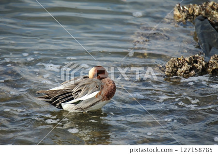 Arao City Port Wild Birds, 127158785