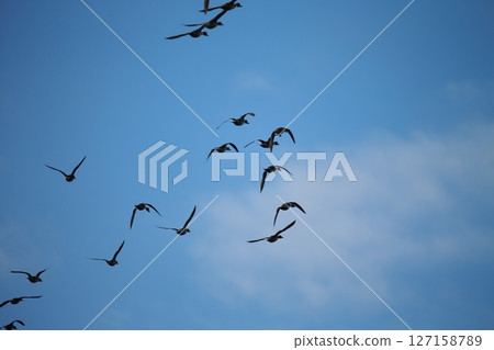 Arao City Port Wild Birds, 127158789
