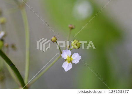 Common water plantain 127158877