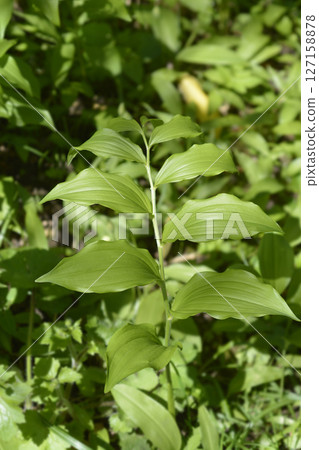 Scented Solomons seal 127158878