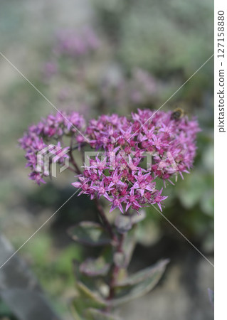 Stonecrop Ruby Glow 127158880
