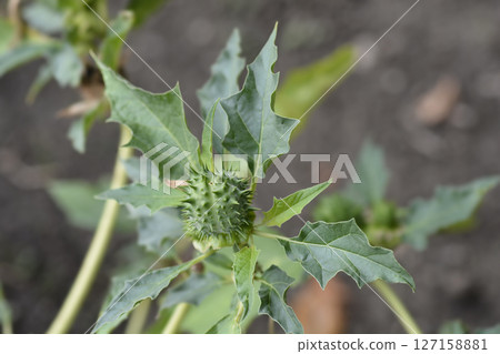 Sacred thorn apple Sacred thorn apple 127158881