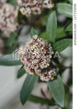Japanese skimmia 127158896