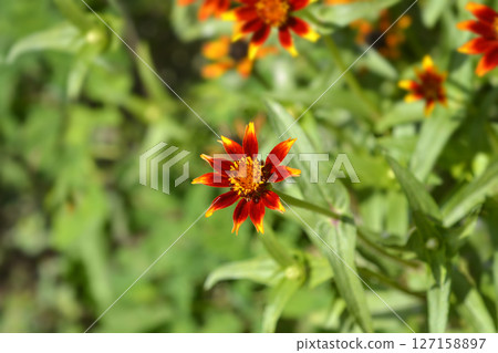 Old Mexico zinnia Old Mexico zinnia 127158897