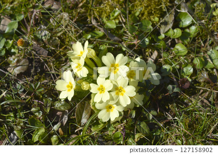 Common primrose 127158902