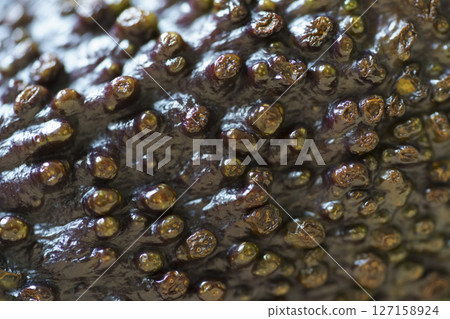avocado peel texture avocado peel texture 127158924