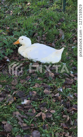 White duck resting on green grass surrounded by fallen leaves in a serene outdoor setting showcasing nature's beauty and tranquility concept 127158929
