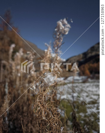 Dry wildflowers framing snow brushed alpine peaks against crisp blue sky, capturing tranquil autumn landscape in aosta valley, italy Frazionne Lillaz Dry wildflowers framing snow brushed alpine peaks against crisp blue sky, capturing tranquil autumn landscape in aosta valley, italy Frazionne Lillaz 127158963