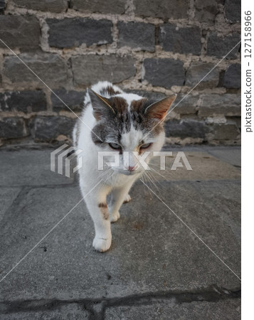 Curious cat wandering stone pathway, rustic brick wall backdrop, embodying autumn charm in aosta, italy's quaint streetscape Lillaz 127158966