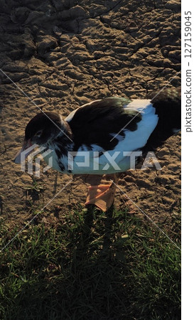 Duck walking on the ground with a mix of black and white feathers showcasing its unique appearance and vibrant colors in a natural setting healthy wildlife concept 127159045