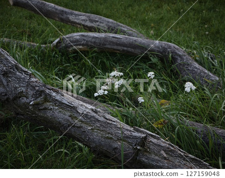Fallen tree trunks surrounded by lush green grass and delicate white flowers creating a serene natural scene in a tranquil outdoor setting healthy nature concept Fallen tree trunks surrounded by lush green grass and delicate white flowers creating a serene natural scene in a tranquil outdoor setting healthy nature concept 127159048